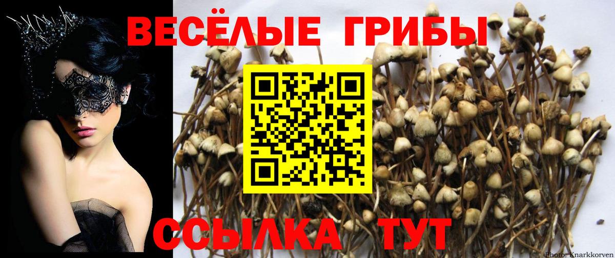 Нерюнгри  Галлюциногенные грибы Magic Shrooms  Вход с VPN 